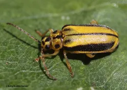 An elm leaf beetle, Xanthogaleruca (=Pyrrhalta) luteola (Photo by Kathy Keatley Garvey)