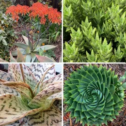 Four aloe varieties: coral aloe with orange flower stalks; tiger tooth aloe with dense spiky leaves; spiral aloe in tight geometric whorl; variegated aloe with patterned leaves.