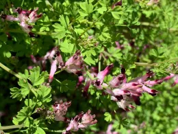 Close-up of Common Fumitory flowers with pinkish-white petals and dark purple tips against green foliage.