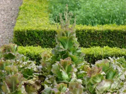 Lettuce plants elongating and bolting in a garden bordered by a hedge