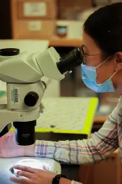 Yu-Chen Wang looks in a microscope