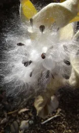 Milkweed seeds. Laura Lukes