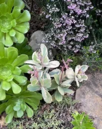 variegated kalanchoe