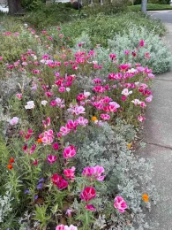 Farewell-to-Spring (Clarkia amoena). Deb  Halfpenny