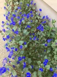 Desert Bluebells (Phacelia campanularia). Deb Halfpenny