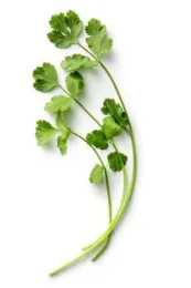June - Cilantro