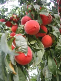 2023 2PlantsoftheSeason01