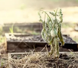 2023 2WaterintheGarden01