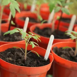 Closely spaced pots of tomato seedlings