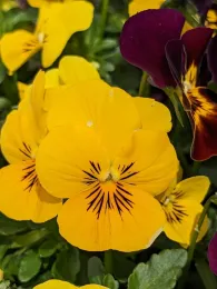 Yellow pansies, Rachel Bahn.