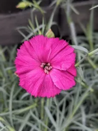 Dianthus or pinks, Rachel Bahn.