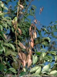 Tree shoots killed by fire blight. Jack Kelly Clark, UC IMP Program