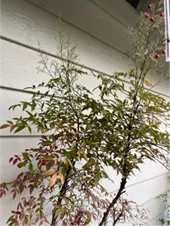 nandina foliage