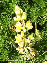 A black-tailed bumble bee, Bombus melanopygus. foraging on lupine at Bodega Bay on April 24. (Photo by Kathy Keatley Garvey)