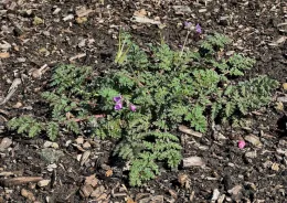 A rosette-shaped Filaree weed plant with green, finely cut leaves and delicate purple flowers, surrounded by dark soil and wood chips.