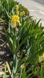 A garden with yellow irises in bloom among green leaves, some flowers appear wilted, set against a concrete path.