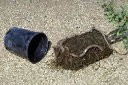 A black plastic plant container tipped over next to a large mass of thick, gnarled and circling roots, with small green growth emerging from the root bundle, on a gravel surface.