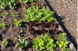 A garden bed featuring rows of various lettuce types, including green and reddish leaves, with dark soil and wooden borders.