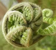 2023 2Horticultural01