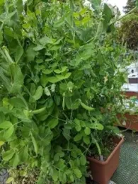 Snap pea photos by Nanelle Jones-Sullivan