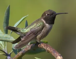 Hummingbird with light green markings perched on a limb.