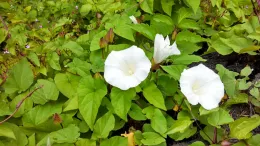 A cluster of white trumpet-shaped bindweed flowers surrounded by arrow-shaped green leaves.