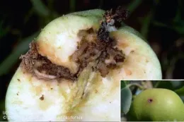 A cross-section of a damaged fruit with codling moth larvae feeding inside, showing dark frass at the entry hole. An inset image of an undamaged fruit is displayed.