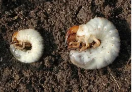 Two larval insects on soil; left is a masked chafer larva, and right is a green fruit beetle larva.