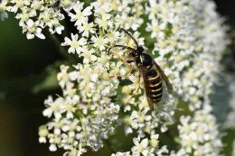 Close-up of a Saxon wasp with black and yellow stripes on white flowers