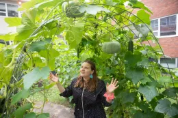 An arch of French wire arched over a garden path being used as a trellis for gourd vines.