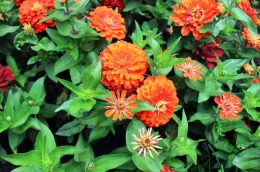 Vibrant orange zinnia flowers surrounded by green leaves in a garden setting.