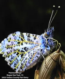 A close-up of a portion of a photo by Regan Van Tuyl of Dixon. This is Sara Orange-Tip, Anthocharis sara sara, as identified by UC Davis distinguished professor Art Shapiro.