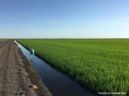 Figure 1. Bucket traps are placed along field edges. Nine traps are deployed across three Delta locations and are checked weekly. The traps include a pheromone lure that selectively traps true armyworm moths.