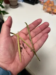 Hand holding CA poppy seeds and pod.