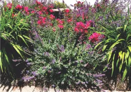 Catmint and carpet roses
