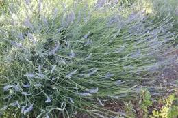 Long-stemmed lavender.