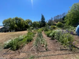 Row of flowers with remnants of fire in the background