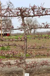 Flowering aprium grown on espalier trellis structure at the Master Gardeners' Demonstration Garden. Michelle Graydon