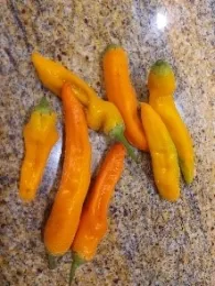 Aji Amarillo