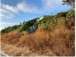 Yellow dried weeds along a hilly roadside in California.