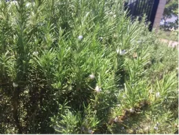 Narrow green leaves of rosemary with a white spit-like substance along the stems.