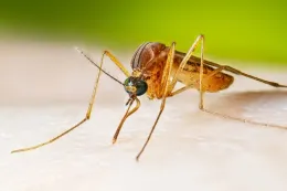 Magnified image of mosquito feeding.