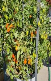 Prairie Fire still producing August 19th