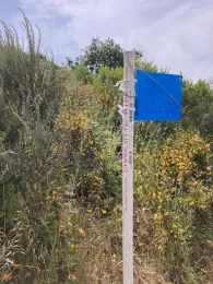 A blue sticky card attached to the top of a vertical PCV pipe, all in front of a sticky monkey flower bush in full, orange bloom