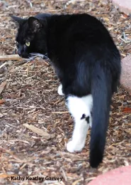 Xena the Warrior Princess and her butterfly marking. (Photo by Kathy Keatley Garvey)