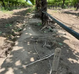 Photo 2. Hulk + Roundup 21.8 oz/A + 3 pts/A, 42 days after application, May 23, 2023.