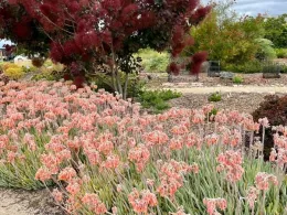 mediterranean-garden Monique Frappier