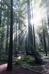 The winter sun is much lower than in summer, as seen in this November photo of redwoods. Laura Lukes