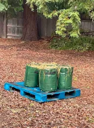 Potatoes planted in grow bags in late winter can be moved to a sunnier part of the garden as the surrounding trees leaf out in Spring. Michelle Graydon