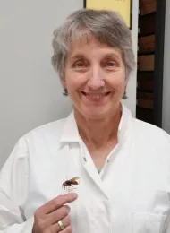 Lynn Kimsey, UC Davis distinguished professor of entomology and director of the Bohart Museum of Entomology, with an Asian giant hornet, Vespa mandarinia,dubbed